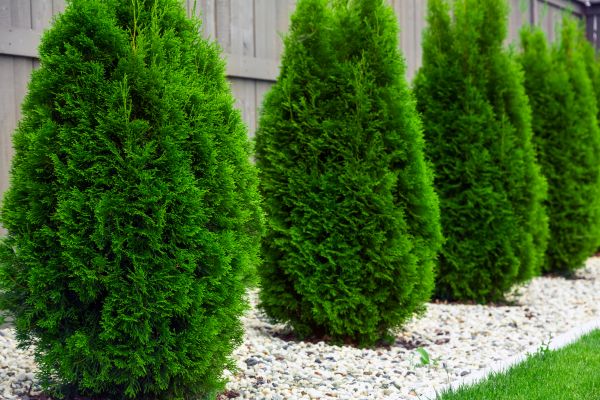 Arborvitae Planting in Odessa