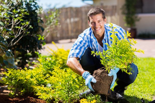 Bush Planting Service in Odessa