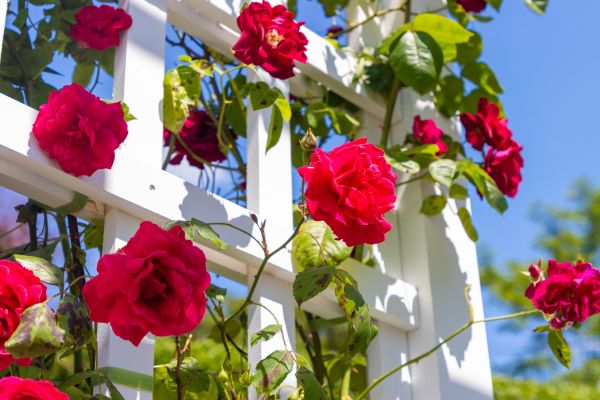 Home Gardening Service in Odessa