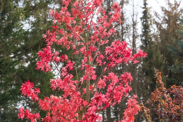 Japanese Maple Planting in Odessa
