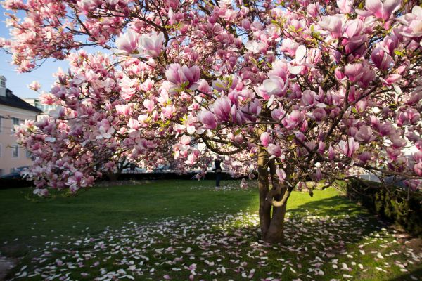 Magnolia Tree Planting in Odessa