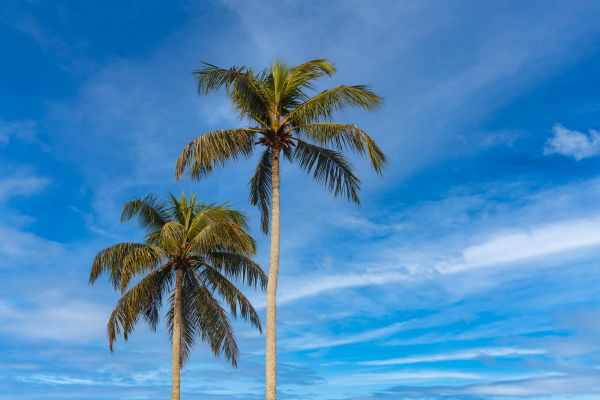 Palm Tree Planting in Odessa
