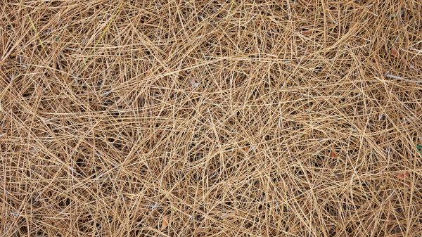 Pine Needles Delivery in Odessa