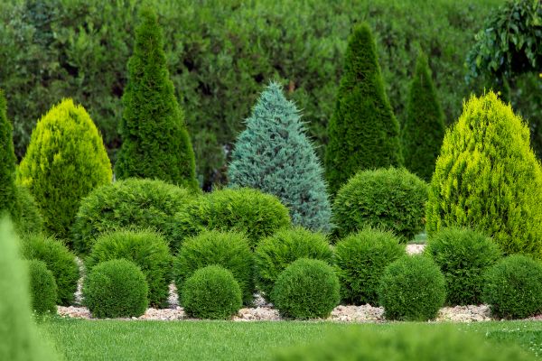 Shrub Replacement in Odessa