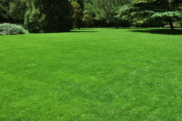 Lawn Landscaping in Odessa