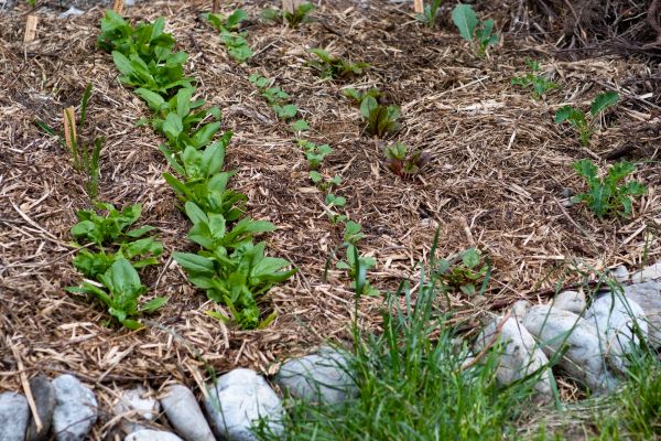 Mulch Service in Odessa