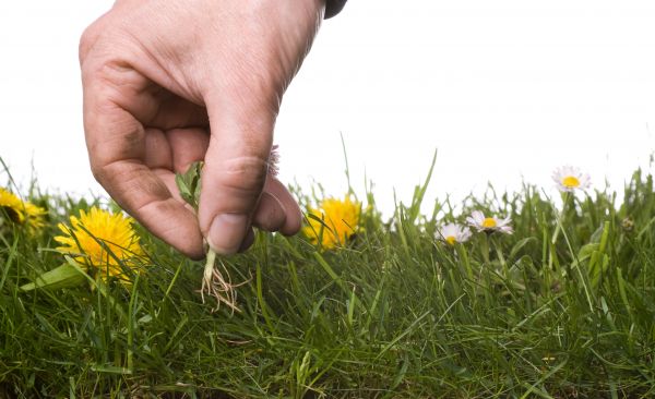 Lawn Weeding in Odessa