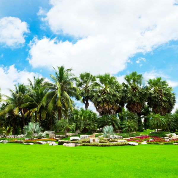 Tropical Landscaping in Odessa