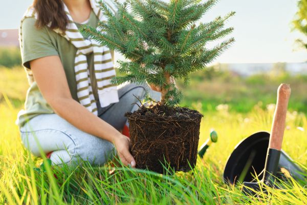Spruce Tree Planting in Odessa