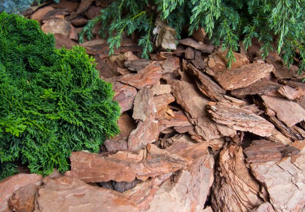 Pine Bark Installation in Odessa