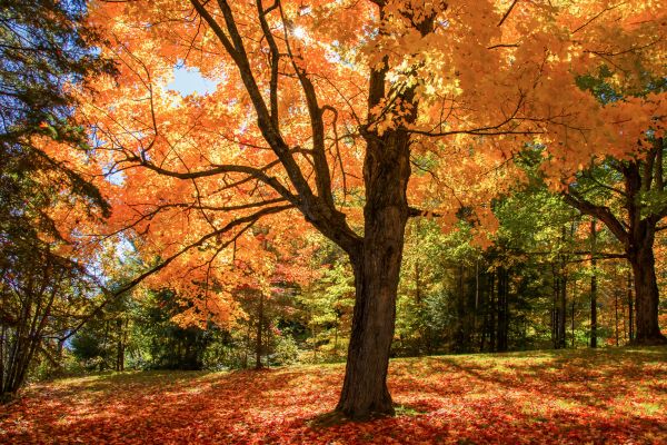 Maple Tree Planting in Odessa