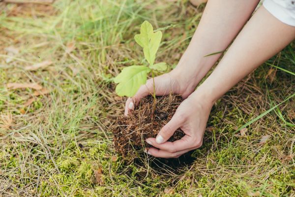 Oak Tree Planting in Odessa