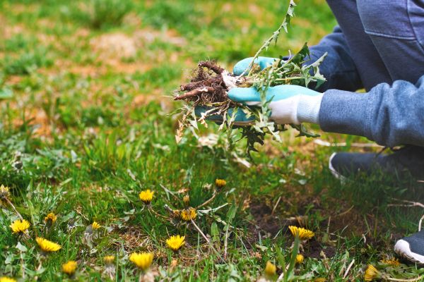 Flower Bed Clearing in Odessa