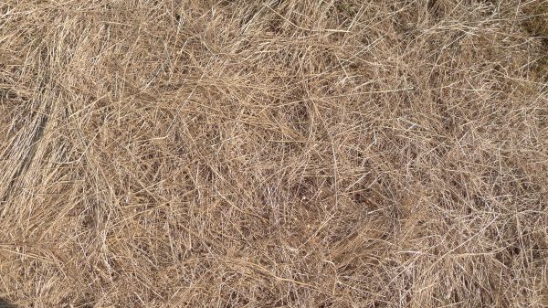 Pine Straw Replacement in Odessa