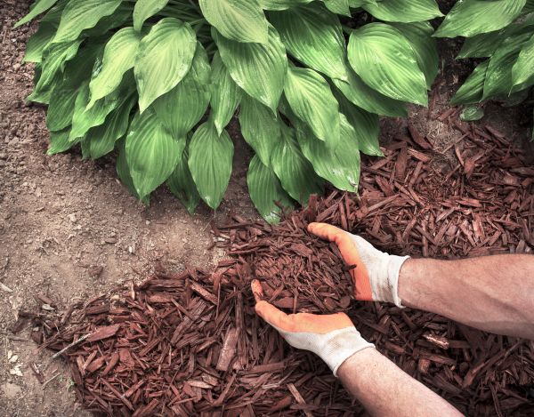 Bark Spreading in Odessa