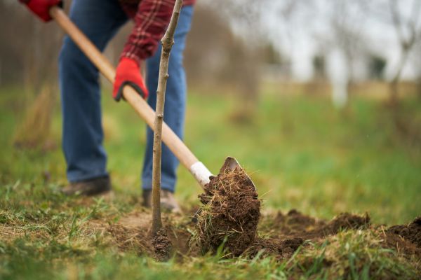 Trees Planting in Odessa