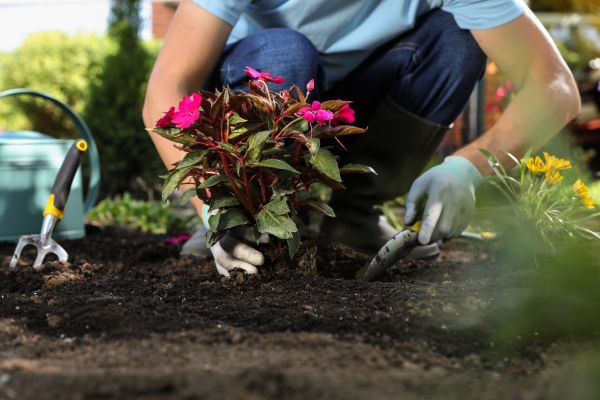 Plant Replacement in Odessa