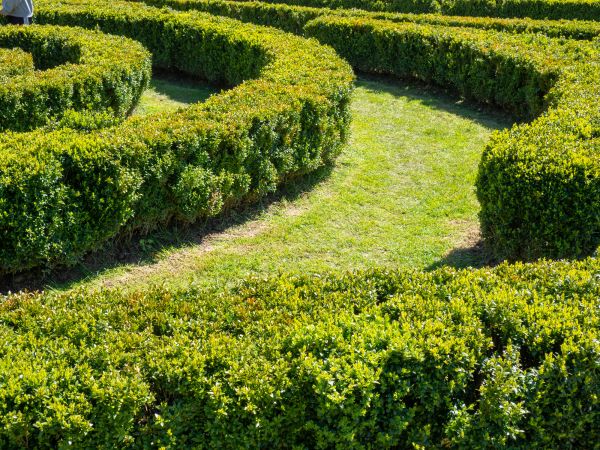 Bush Landscaping in Odessa