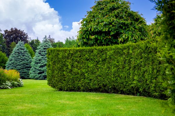 Hedge Landscaping in Odessa