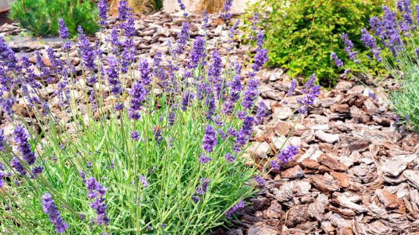 Pine Bark Landscaping in Odessa