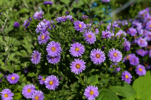 Perennial Flower Planting in Odessa