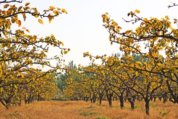 Pear Tree Planting in Odessa