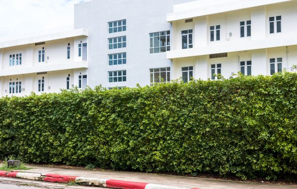 Privacy Landscaping in Odessa