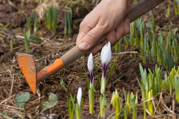 Flower Garden Weeding in Odessa