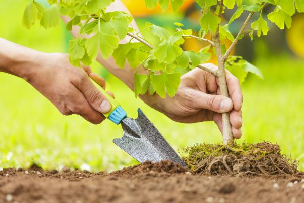 Fruit Tree Planting in Odessa