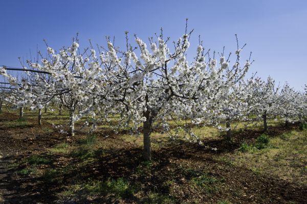 Orchard Planting in Odessa