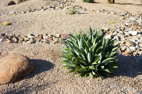 Xeriscaping Service in Odessa