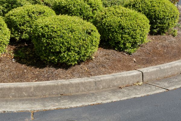 Pine Mulch Installation in Odessa