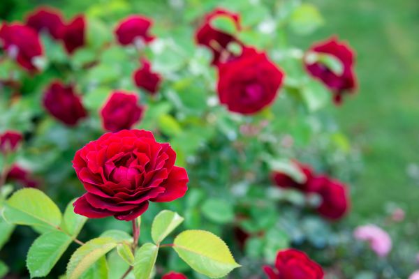 Rose Planting in Odessa