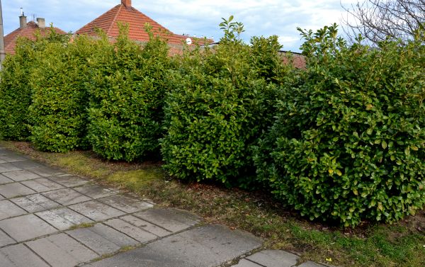 Privacy Shrub Installation in Odessa