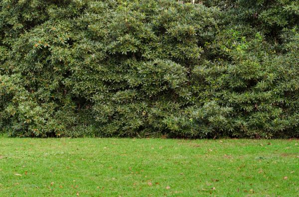 Privacy Hedge Planting in Odessa