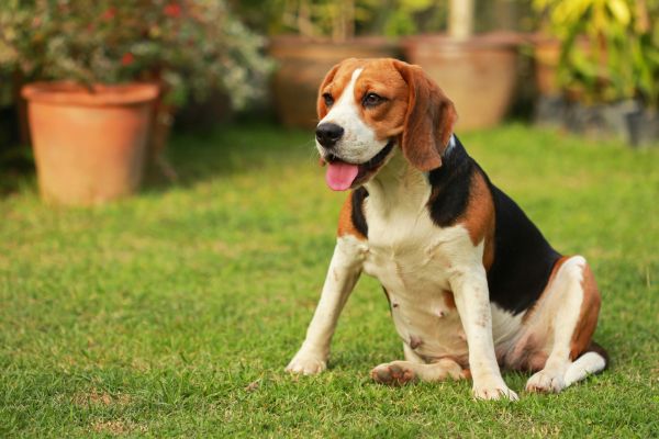 Dog Friendly Landscaping in Odessa
