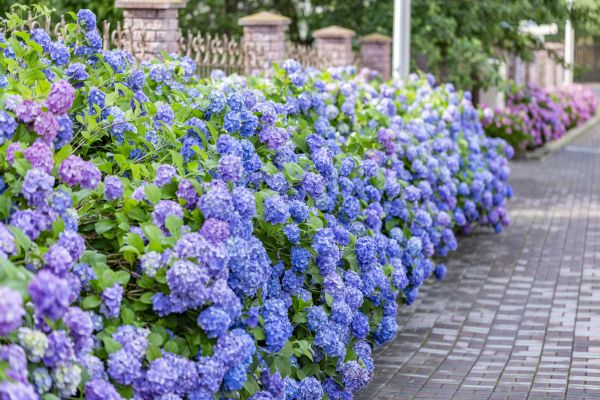 Hydrangea Landscaping in Odessa