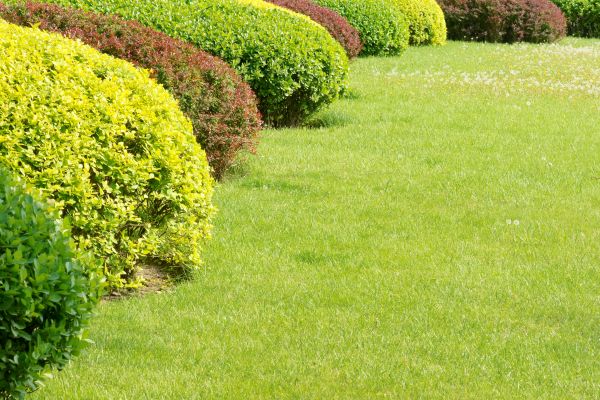 Shrubbery Planting in Odessa