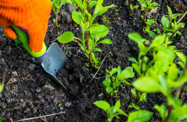 Hydrangea Planting in Odessa