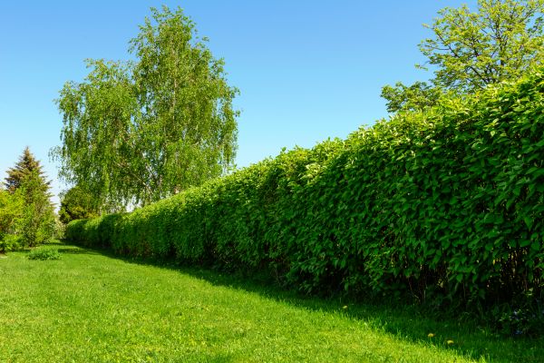 Hedge Replacement in Odessa