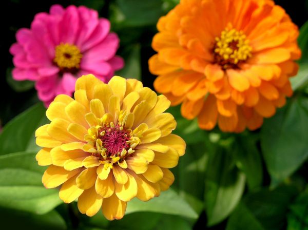 Zinnia Planting in Odessa