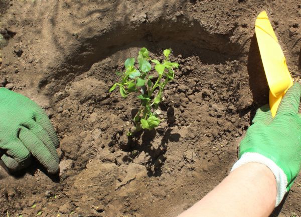 Rose Bush Planting in Odessa