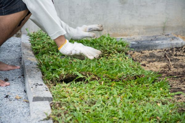 Ground Cover Planting in Odessa