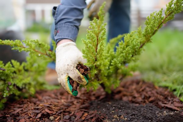 Church Mulching in Odessa