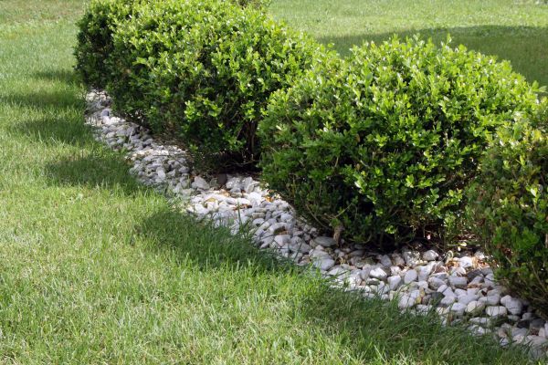 Boxwood Planting in Odessa