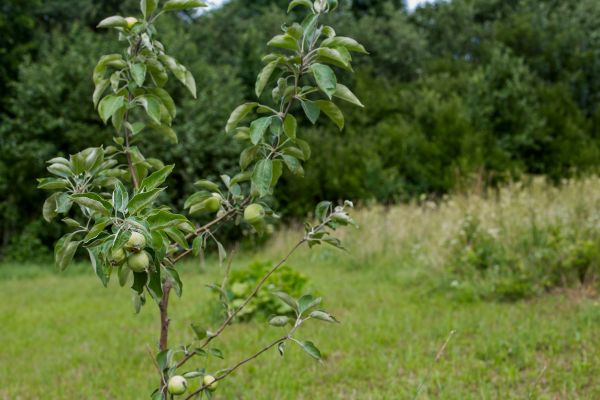 Apple Tree Planting in Odessa