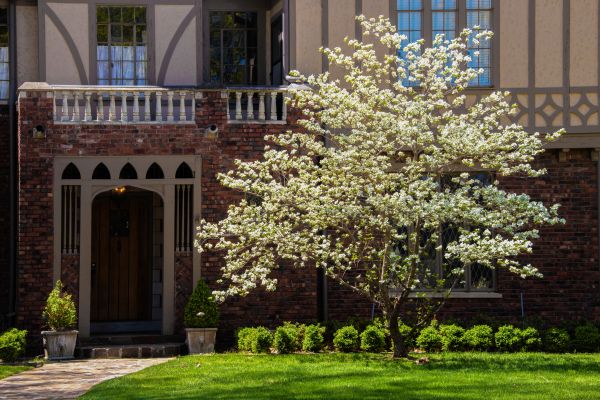 Dogwood Tree Planting in Odessa