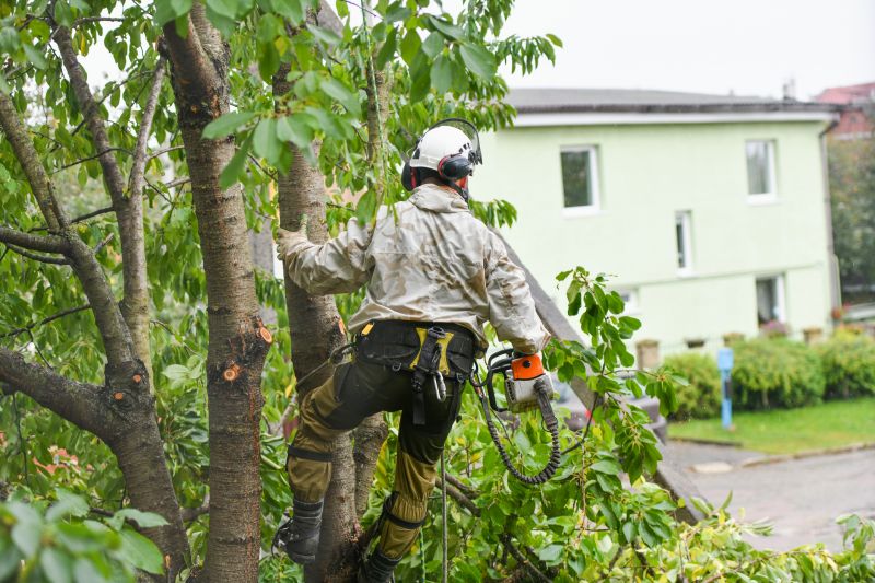 Arborist Pruning detail